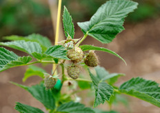 Lamponi in via di sviluppo.