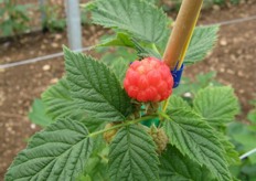 Un frutto gia' pronto per la raccolta.