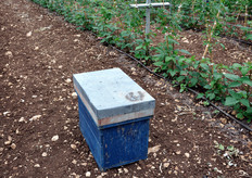 Arnia di api impollinatrici.