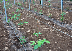 Piante di mora sotto serra. Qui ne sono state impiantati - sempre lo scorso 13 dicembre 2009 - 230 esemplari.