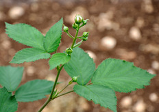 Pianta in fase di fioritura.