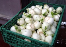 Al momento della visita di FreshPlaza (19 aprile 2010), lo stabilimento stava ormai terminando la stagione del finocchio.