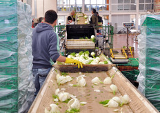 Linea di lavorazione del finocchio.