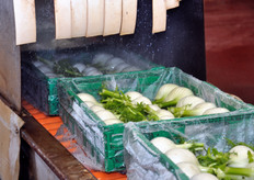 I finocchi vengono rinfrescati con acqua fredda nebulizzata al termine del processo di lavorazione, al fine di preservarne la freschezza.