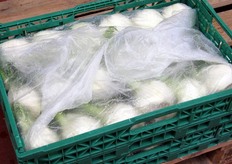 Il prodotto viene poi avvolto in una pellicola protettiva salva-freschezza (sacchetto cartene).