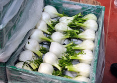 "L'azienda Di Pierro produce e commercializza prevalentemente orticole, di produzione propria e di terzi. I prodotti tradizionali sono cavolo, cavolfiore, broccoletto, insalate, finocchio, carciofo e peperone. Non manca, chiaramente, anche la produzione di ciliegie, frutto tipico del barese. "L'idea di provare anche con i piccoli frutti mi sorride, in quanto ci consentirebbe di ritagliarci una posizione concorrenziale sul mercato", dichiara Antonio Di Pierro."