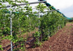 "FreshPlaza si e' poi recata in visita presso l'azienda di famiglia di Donato Torchetti, ideatore del progetto di coltivazione dei piccoli frutti. "Venti anni fa ho iniziato, quasi per gioco, ad impiantare more nell'appezzamento di famiglia - spiega Donato - e ho proseguito poi con lamponi e ribes"."