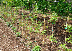 "Ho riscontrato - spiega ancora Donato - che il terreno pugliese ben si presta a queste coltivazioni, mentre per il mirtillo ci vorrebbe un PH intorno a 4, mentre in prevalenza il suolo pugliese è intorno a 5,5 di PH. Sperimentero' comunque anche questa produzione in un particolare distretto produttivo, dove il terreno e' piu' acido"."
