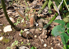 I tagli alla base della pianta sono una misura della sua vita. Ogni anno infatti, i polloni che fruttificano vengono tagliati, per lasciare spazio a quelli della stagione successiva.