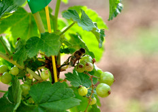 Produzione di ribes in pieno campo presso l'appezzamento di Donato Torchetti.