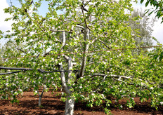 Antica pianta di ciliegio.