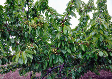 Ciliegeto in piena fruttificazione.