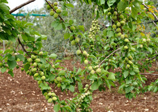 "Albicocchi in piena fruttificazione. "Grazie all'adozione della tecnica di potatura alla francese, ho ottenuto ottimi risultati", spiega Donato."