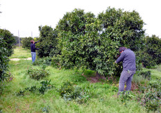 La potatura e' tra le operazioni colturali di maggiore importanza per la gestione di un agrumeto, soprattutto per regolare la qualità della produzione. Per taluni aspetti non va intesa come una pratica legata rigidamente a regole incontrovertibili. Per una corretta gestione della chioma occorre conoscere bene la fisiologia della pianta, nei confronti della quale nessuna operazione colturale deve mai interferire.