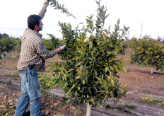 La conoscenza dei principi di fisiologia della pianta dovra' guidare la scelta oculata degli interventi in funzione dell'eta', della vigoria dell'albero, dell'ambiente pedo-climatico, delle altre pratiche colturali e della presenza di eventuali problematiche fitosanitarie.
