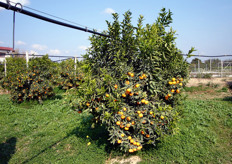 Negli agrumi la fruttificazione avviene sui rami formati l'anno precedente. Nella foto e' evidente come la parte superiore della pianta di clementine, SRA 89 al terzo anno dal reinnesto, sia totalmente priva di frutti, essendosi formata solo nell'ultima stagione vegetativa.