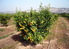 Pianta di clementine SRA89 al quarto anno dall'impianto (Az. Agricola Dr. Aiello – Tursi MT) manifesta un perfetto equilibrio tra attivita' produttiva e vegetativa.