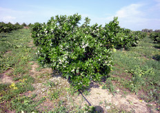 Negli agrumi l'emissione di nuovi germogli, quindi l'accrescimento della chioma, si verifica normalmente in tre periodi dell'anno: primavera (contemporaneamente alla fioritura), inizio estate e autunno.