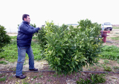 In generale la potatura degli agrumi non deve essere mai eccessiva, per mantenere il giusto equilibrio tra vegetazione e produzione dei frutti.