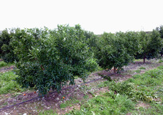 La potatura deve tendere a un controllo del vigore vegetativo e della produttivita' della pianta, in modo da impedire quelle situazioni che possano in qualche modo debilitare l'albero e che possano conseguentemente ripercuotersi sulla produzione.