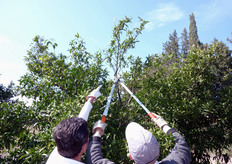 Il controllo vegetativo si puo' ottenere attraverso l'eliminazione di rametti morti o esauriti, la rimozione dei rami vigorosi che si dipartono dal tronco e dalla parte interna delle branche principali e il diradamento dei rami intrecciati.