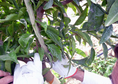 Rimozione dei rami vigorosi che si dipartono dal tronco e dalla parte interna delle branche.