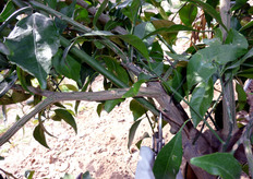 Rimozione dei rami intrecciati.