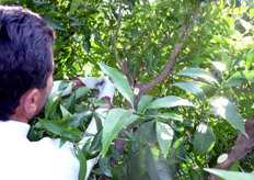 Gli interventi di potatura devono creare le condizioni per facilitare la penetrazione della luce all'interno della pianta e consentire una piu' efficace lotta antiparassitaria.