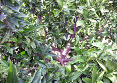 Per ottenere una produzione qualitativa e quantitativa soddisfacente e' utile che anche le foglie interne della chioma ricevano una quantita' sufficiente di luce.