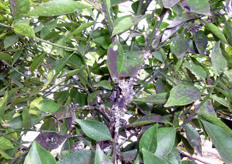 "In foto colonie di cocciniglia "Cotonello degli Agrumi" o Planococcus citri."