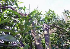 La formazione dei licheni sui rami delle piante di agrumi puo' essere controllata con l'impiego di anticrittogamici a base di rame o favorendo un maggiore arieggiamento e illuminazione all'interno della chioma.