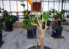 Esempio estremo di potatura drastica eseguita su piante madri, per la produzione di marze certificate da vivaio (Campo di Piante Madri del COVIL), allo scopo di favorire l'emissione di germogli per la produzione di nuovo materiale di propagazione.