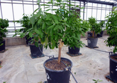 Tagli troppo severi, sia su piante giovani sia su piante adulte, alterano il rapporto tra vegetazione e produzione, favorendo l'attivita' vegetativa a scapito della formazione dei frutti.