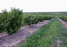 "Il "globo" e' la forma naturale della chioma della gran parte delle specie appartenenti al genere Citrus."