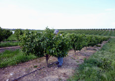L'operazione di potatura deve assecondare la forma naturale della pianta, tendere ad un rinnovo costante dei rami fruttiferi e alleggerire la chioma dell'albero.
