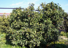 Le foglie e i rami, negli agrumi, si comportano come organi di riserva per i carboidrati, a differenza delle piante da frutto a foglia caduca che accumulano tale composto nelle radici. Per gli agrumi l'accumulo delle riserve raggiunge i maggiori livelli a febbraio-marzo, prima della ripresa vegetativa della pianta.