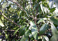 La differenziazione a fiore delle gemme ha inizio durante la stasi invernale. L'allegagione dei fiori dipende dalla quantita' di sostanze di riserva presente nella pianta.