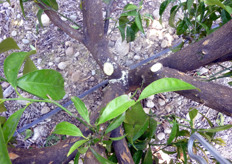 Interventi energici di potatura implicano riduzione della disponibilita' di riserve di carboidrati.