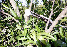 La fruttificazione dipende in maniera determinante da un giusto rapporto tra i carboidrati e l'azoto. Una scarsa disponibilita' di carboidrati, per effetto di potature energiche, altera l'equilibrio a favore dei composti azotati, con conseguente eccesso di vigore vegetativo e drastico calo della produzione e della qualita' dei frutti.