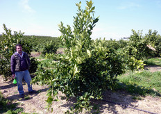 "Come reazione alle potature energiche, le piante di agrumi per ricostituire rapidamente le porzioni di chioma rimosse, emettono, in particolare nella zona centrale della pianta, rami ("succhioni"), vigorosi, spinosi, ad accrescimento verticale e privi di fruttificazione."