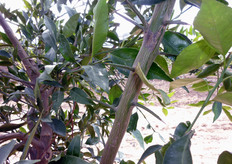 "La tipica spinosita' di un "succhione" su una pianta dell'ibrido triploide "Mandalate"."