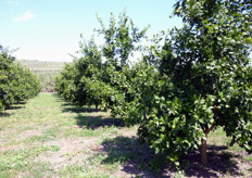 "La presenza dei "succhioni" determina forte ombreggiamento. In foto piante di arancio "Tarocco Nucellare" (Azienda Agricola Scuderi – Scordia CT) il cui habitus e' caratterizzato dalla presenza, nella zona centrale, di rami assurgenti e vigorosi che tendono ad avere il sopravvento sul resto della chioma."