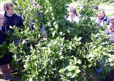 "Per alleggerire la pianta dalla presenza ingombrante dei rami assurgenti ("succhioni"), senza provocare forti squilibri, e' consigliabile asportare solo i "succhioni" posizionati alla base delle branche principali."
