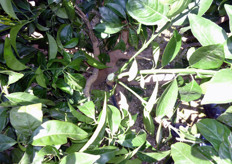 "L'eliminazione dei "succhioni" e' utile effettuarla in estate, prima che vengano effettuati trattamenti antiparassitari, per avere i migliori effetti e per favorire l'arieggiamento."