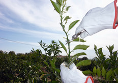 "I "succhioni" posizionati nella zona periferica della chioma devono essere semplicemente spuntati."