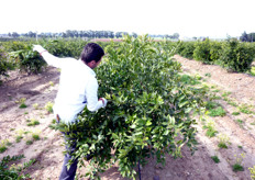 Il periodo migliore per eseguire la potatura degli agrumi, compatibilmente con la disponibilita' di manodopera specializzata, e' quello che precede i flussi vegetativi primaverili (febbraio-aprile). L'autunno e l'inverno sono da evitare per sfuggire ai possibili danni provocati dagli abbassamenti di temperatura sulla nuova vegetazione stimolata dai tagli.