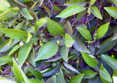 Le potature eseguite in estate, in concomitanza della cascola fisiologica dei frutticini, sono dannose poiche' possono provocare aborti e stimolare un'ulteriore cascola dei frutticini.