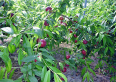 Frutti di nettarina a polpa bianca VIOWHITE(R) 5. Le cultivars a basso fabbisogno in freddo, stanno suscitando molto interesse non solo tra i frutticoltori ma anche tra gli orticoltori, dotati di strutture di copertura, serre, tunnel-serre, in quanto considerano queste varieta' valide opportunita' per diversificare la produzione.