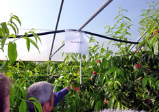 Momento dell'osservazione dei frutti della pesca a polpa bianca PLAWHITE(R) 5. Le cultivars a basso fabbisogno in freddo (low chilling) del gruppo Planasa sono particolarmente interessanti per la coltivazione in pieno campo negli areali italiani che esaltano la precocita' come le zone costiere della Sicilia occidentale (province di Siracusa e Agrigento).