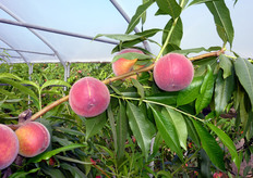 La PLAGOLD(R) 10 e' una varieta' di pesco a polpa gialla molto valida per una serie di caratteristiche quali l'aspetto attraente dei frutti, colorazione rossa su quasi tutta l'epidermide, resistenza al cracking (spaccatura dei frutti), ottima consistenza della polpa, e buone qualita' organolettiche.